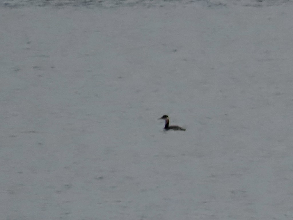 Red-necked Grebe - ML644374405