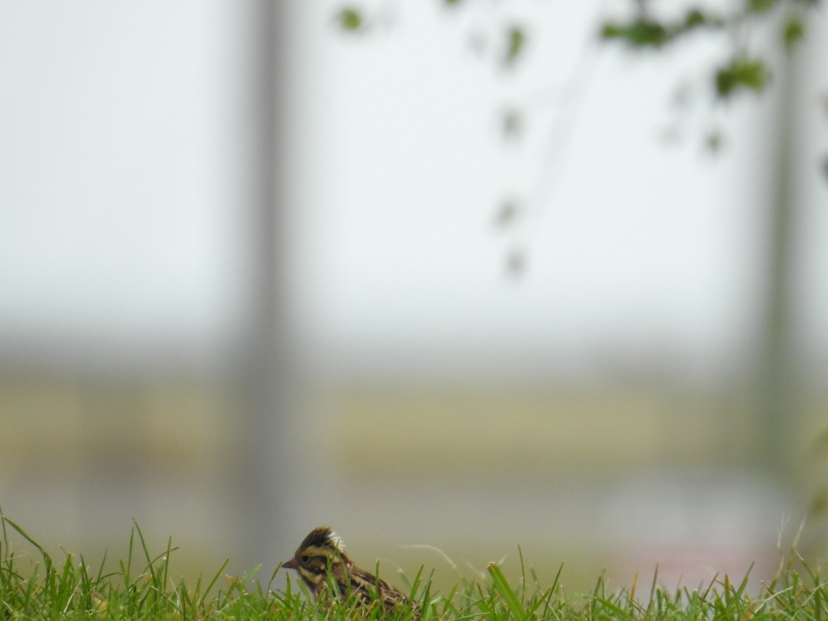 Rustic Bunting - ML644374406