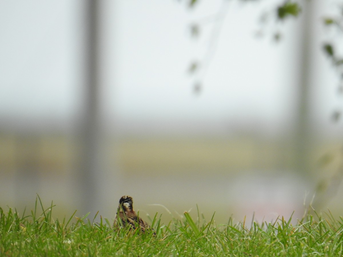 Rustic Bunting - ML644374407