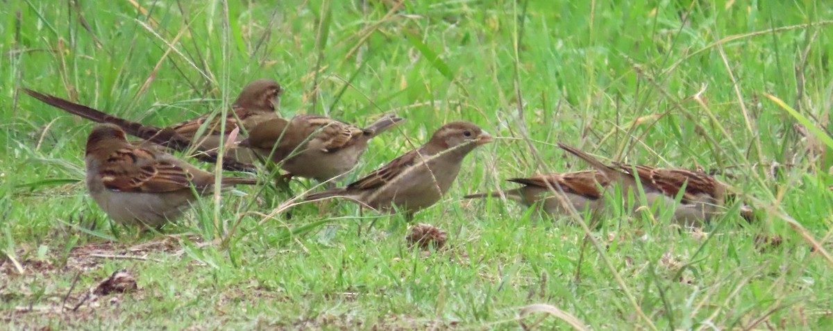 House Sparrow - ML644374408