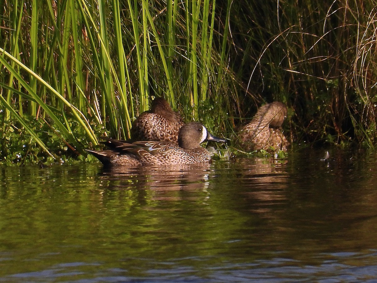 Blue-winged Teal - ML644374409