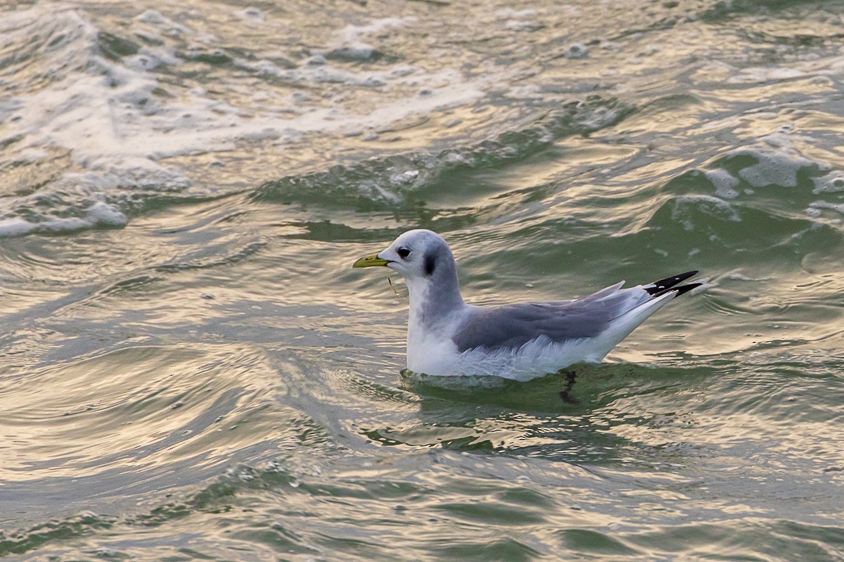 Black-legged Kittiwake - ML644374410