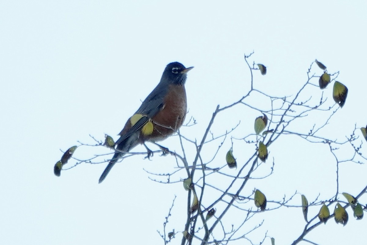 American Robin - ML644374413