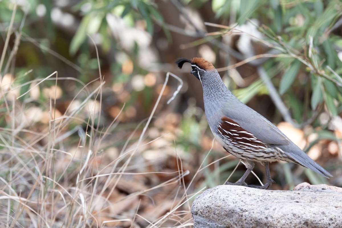 Gambel's Quail - ML644374414