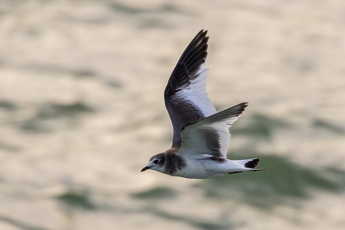Sabine's Gull - ML644374415