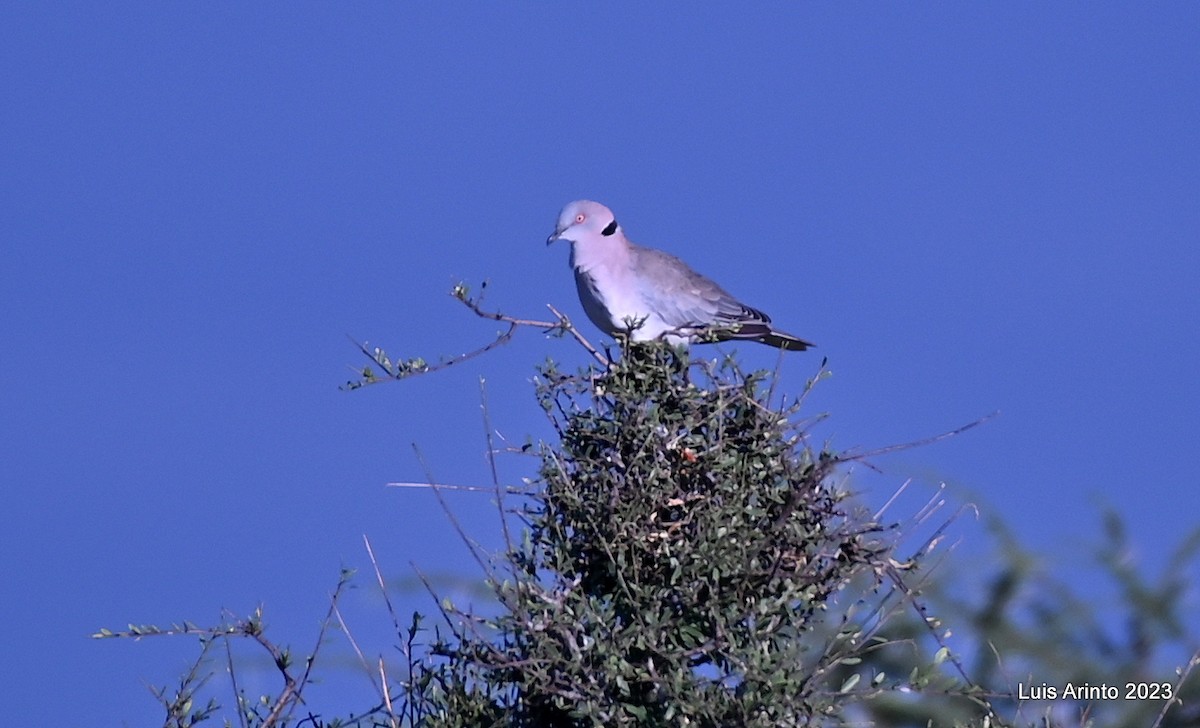 Mourning Collared-Dove - ML644374416