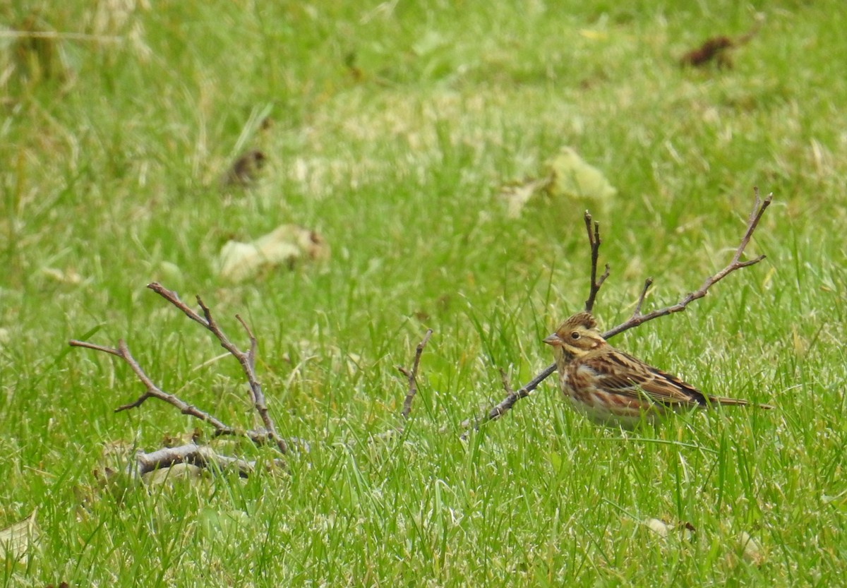 Rustic Bunting - ML644374417