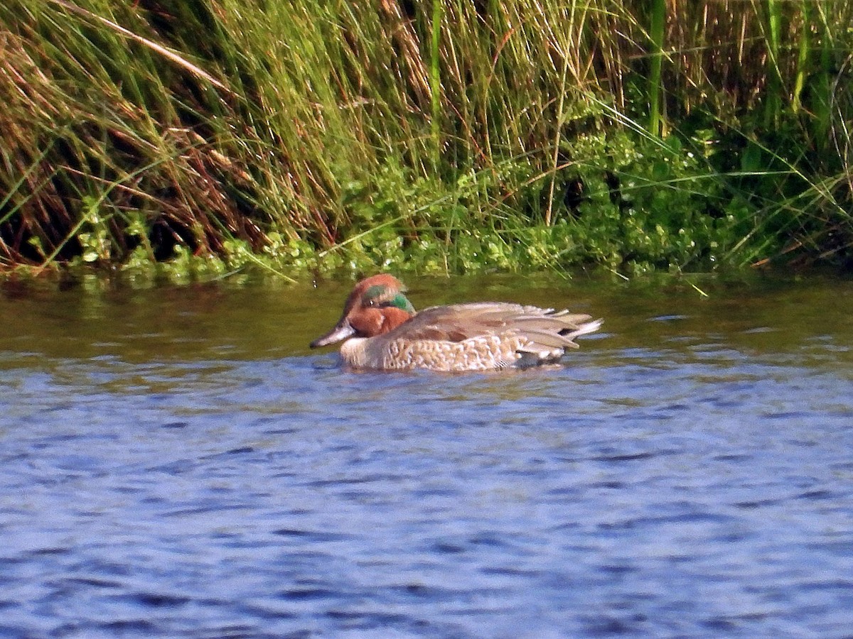 Green-winged Teal - ML644374418