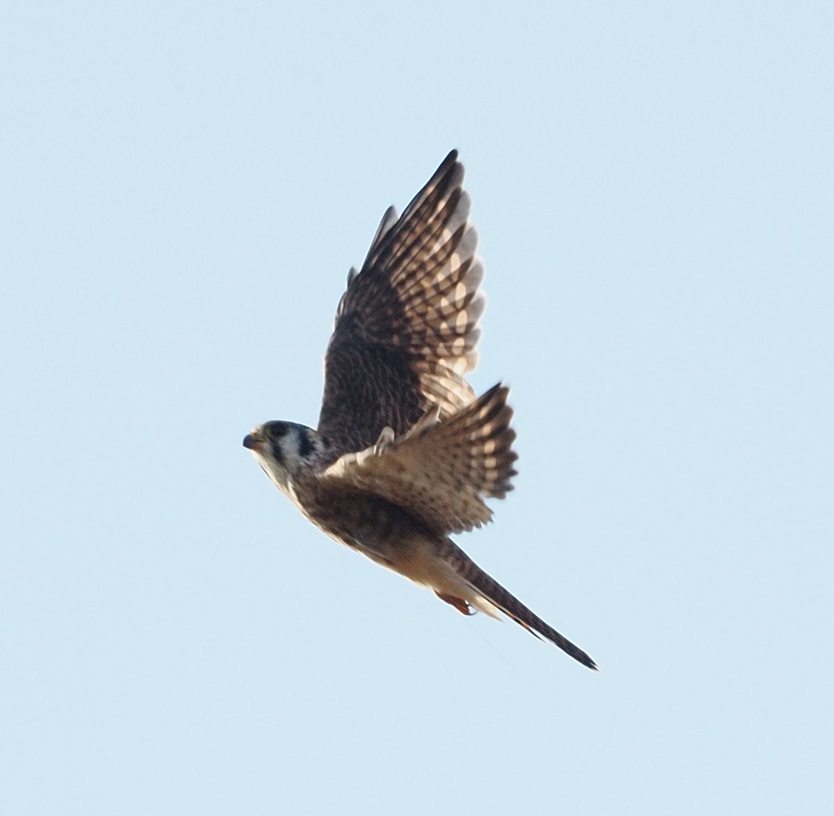 American Kestrel - ML644374419