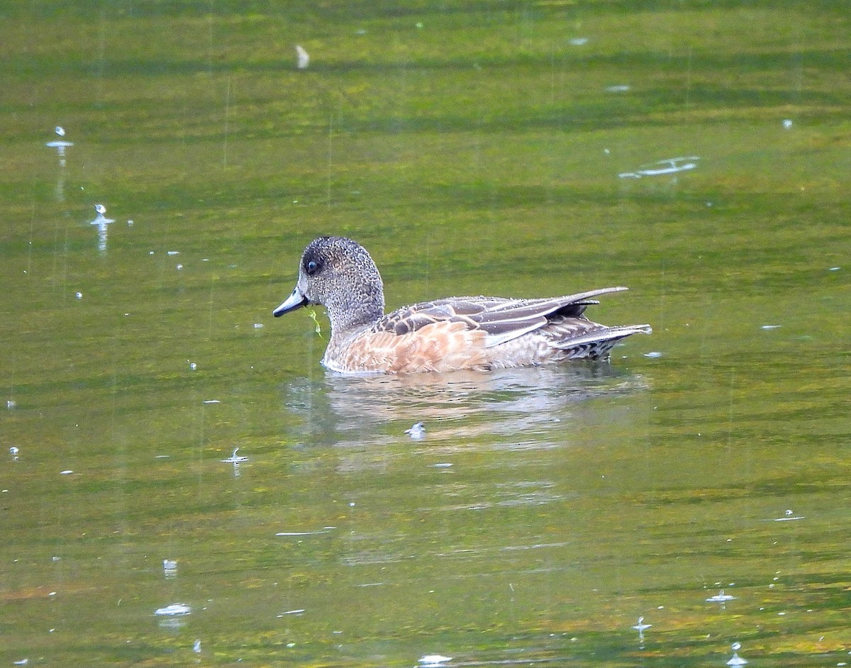 American Wigeon - ML644374420