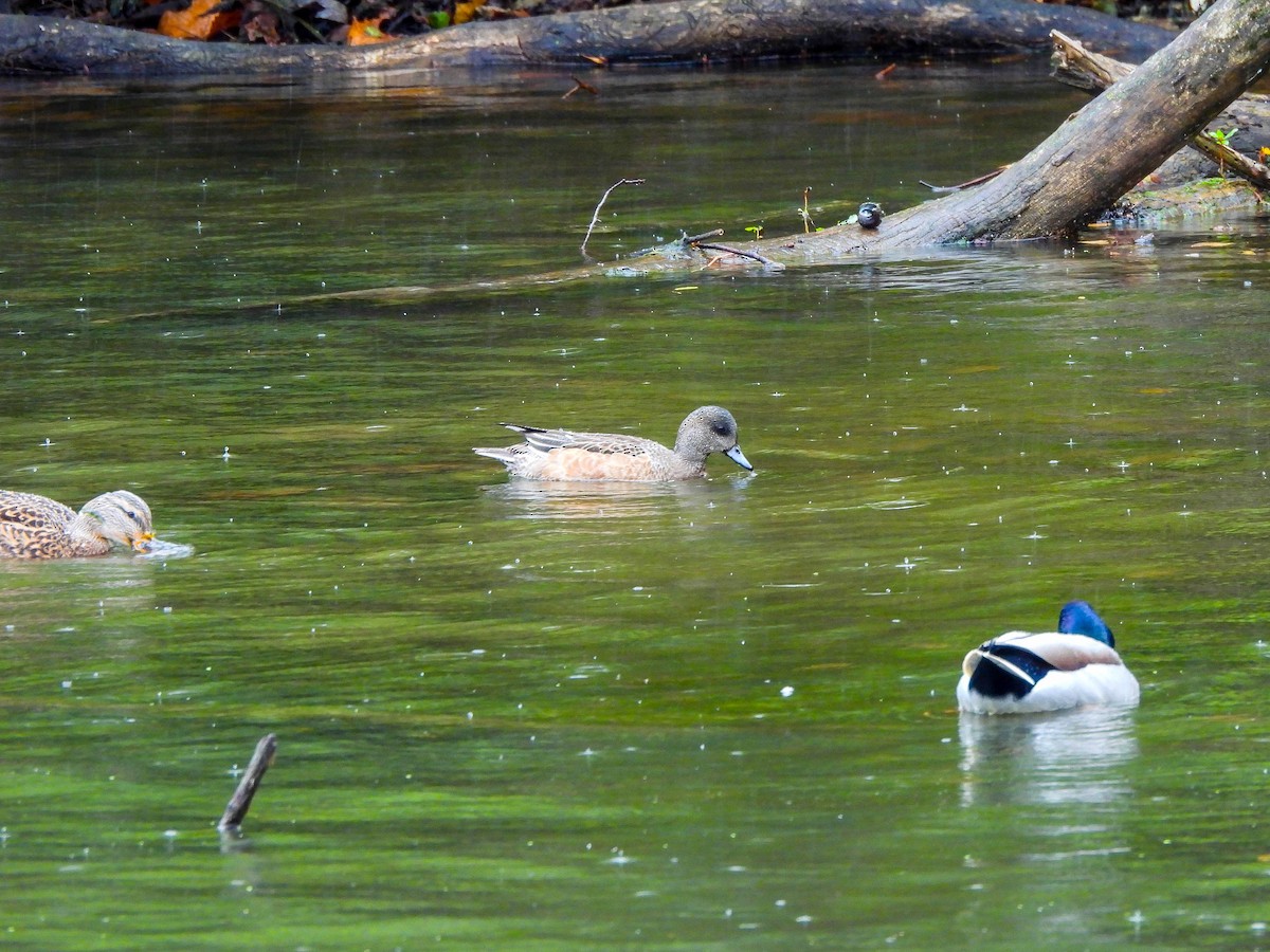 American Wigeon - ML644374425