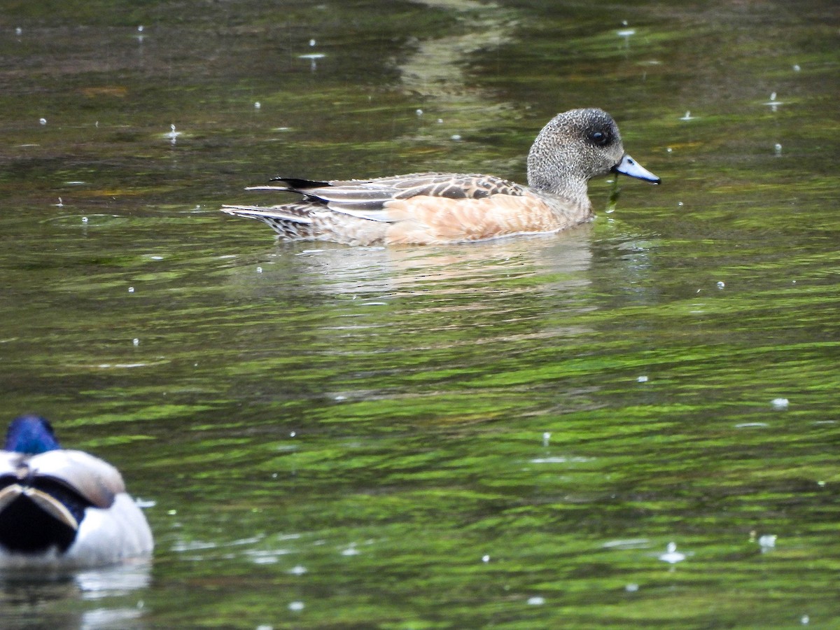 American Wigeon - ML644374426