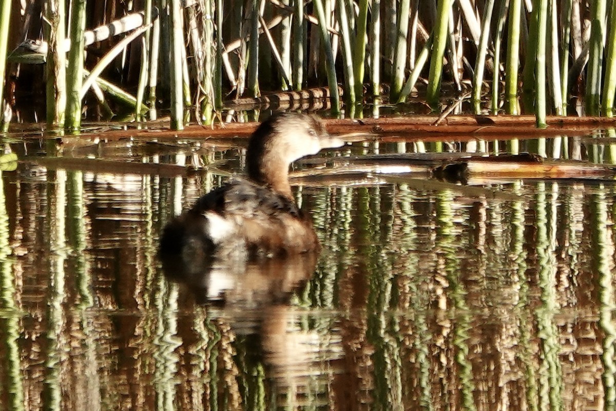 Pied-billed Grebe - ML644374427