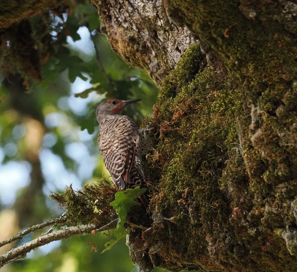 Northern Flicker - ML644374428