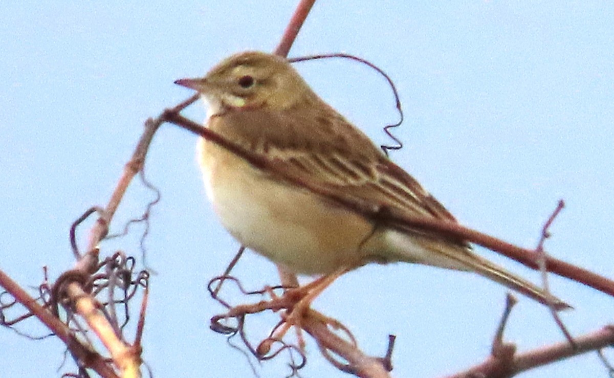 פפיון ארך-רגליים - ML644374430