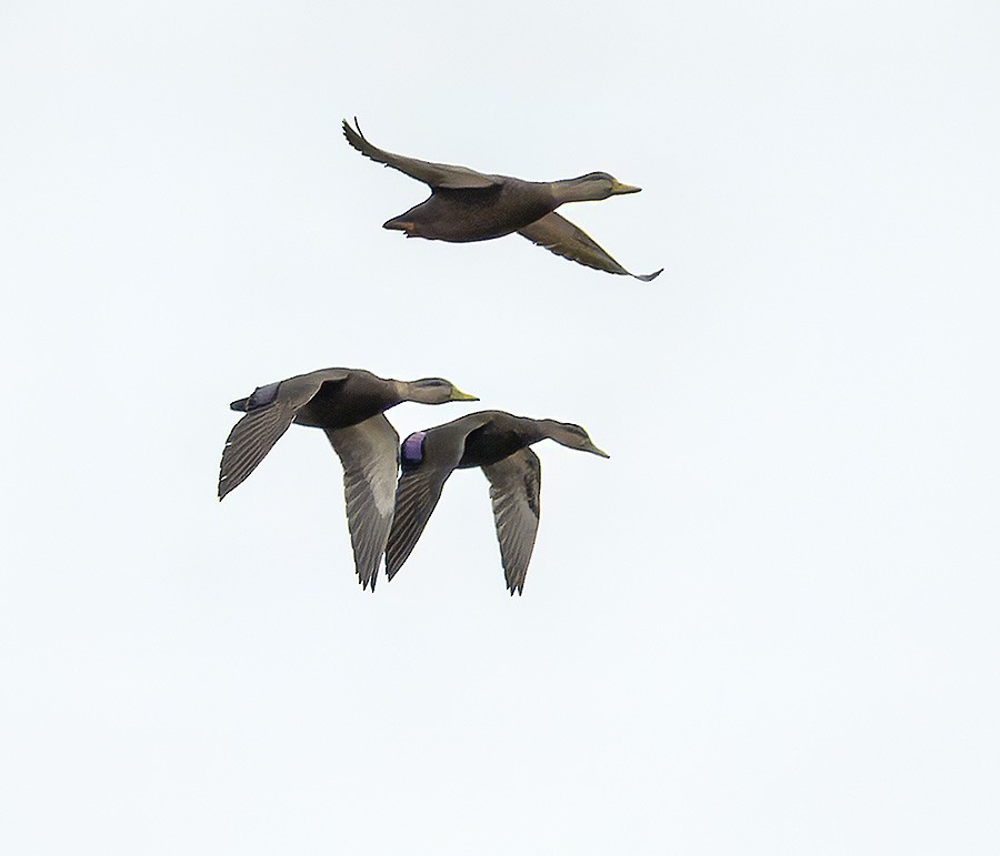 American Black Duck - ML644374431