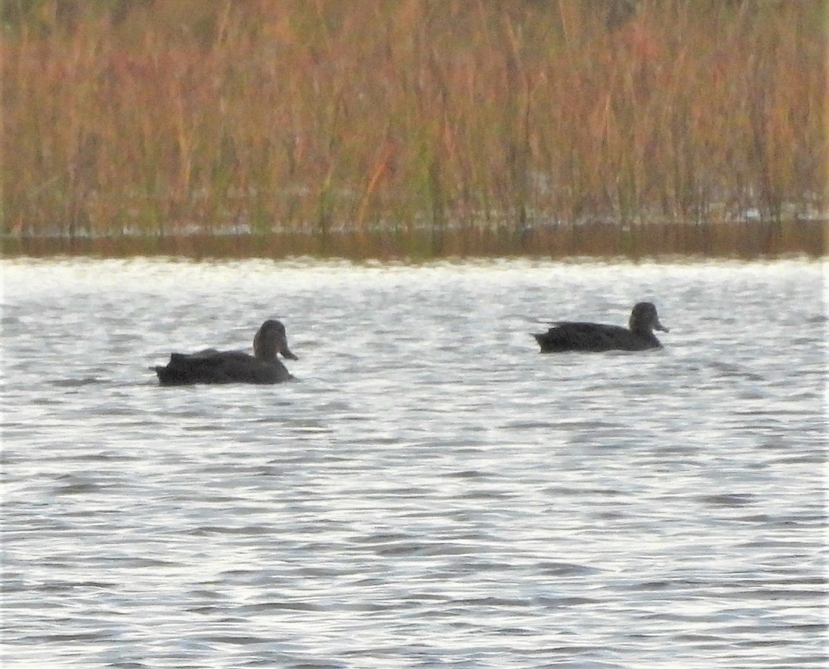 American Black Duck - ML644374432