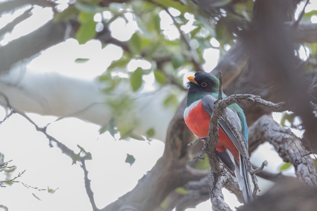 Coppery-tailed Trogon - ML644374433