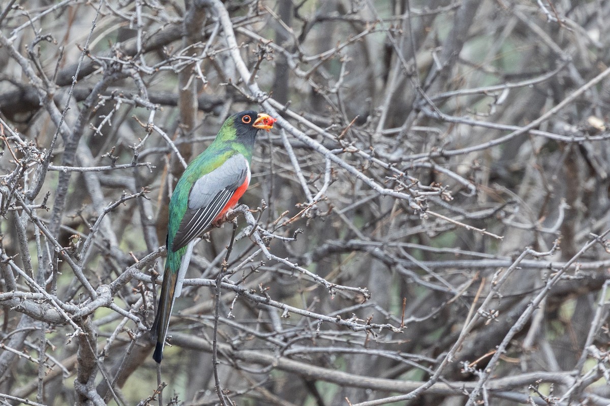 Coppery-tailed Trogon - ML644374434