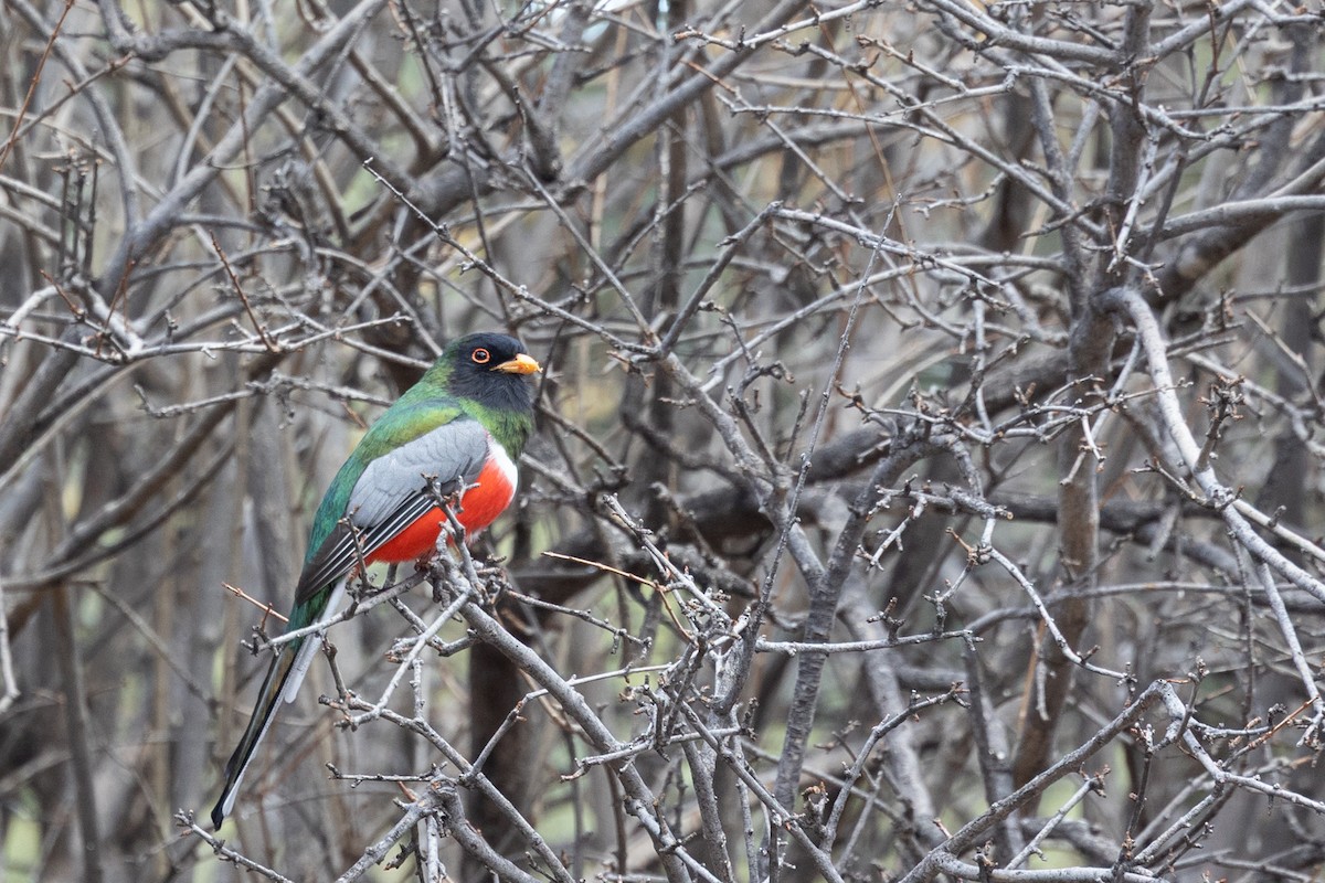 Coppery-tailed Trogon - ML644374435