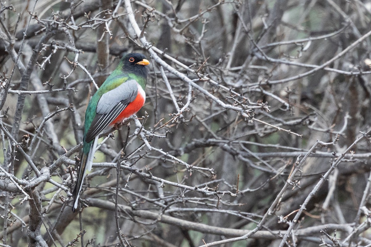 Coppery-tailed Trogon - ML644374436