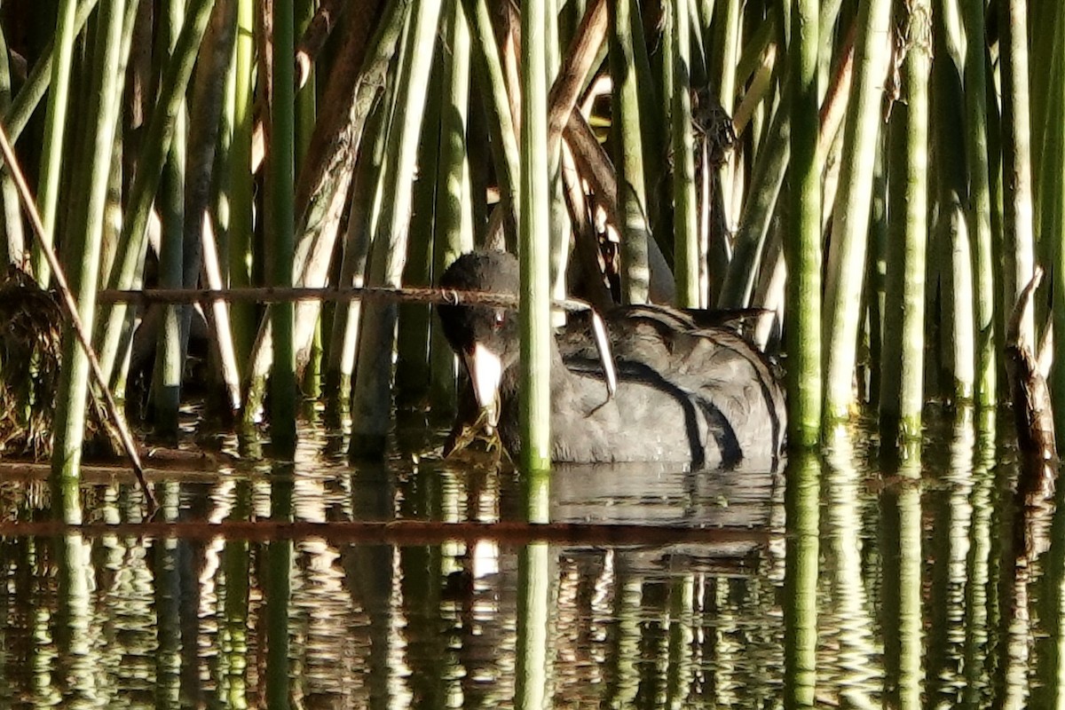 American Coot - ML644374437