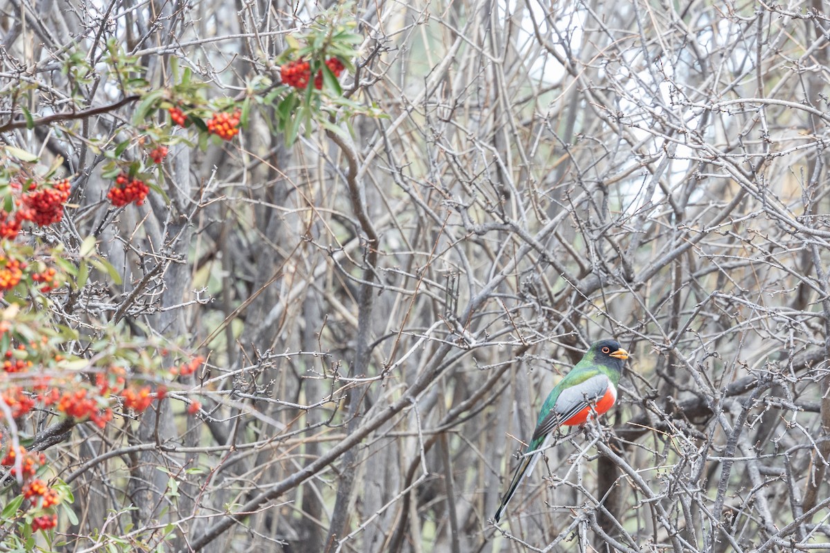 Coppery-tailed Trogon - ML644374438
