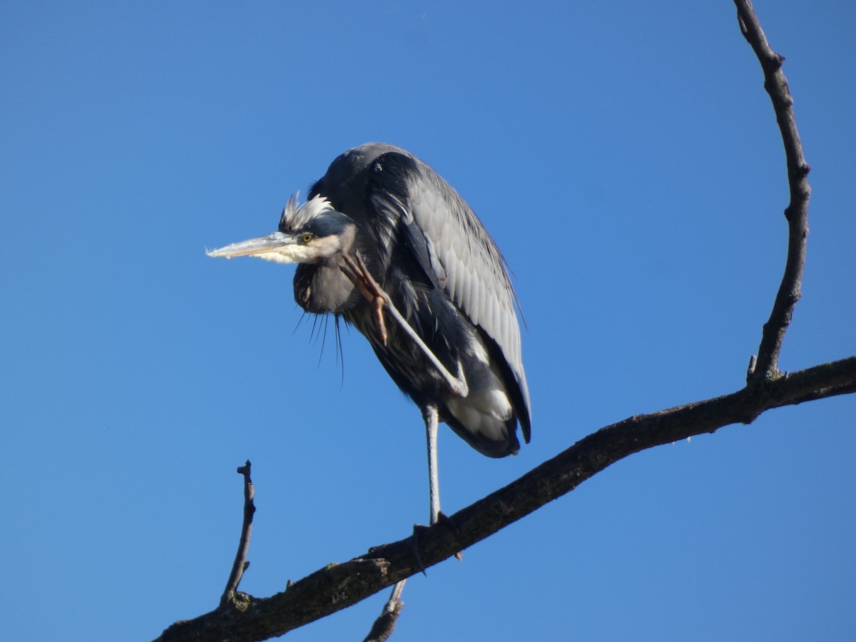 Great Blue Heron - ML644374439
