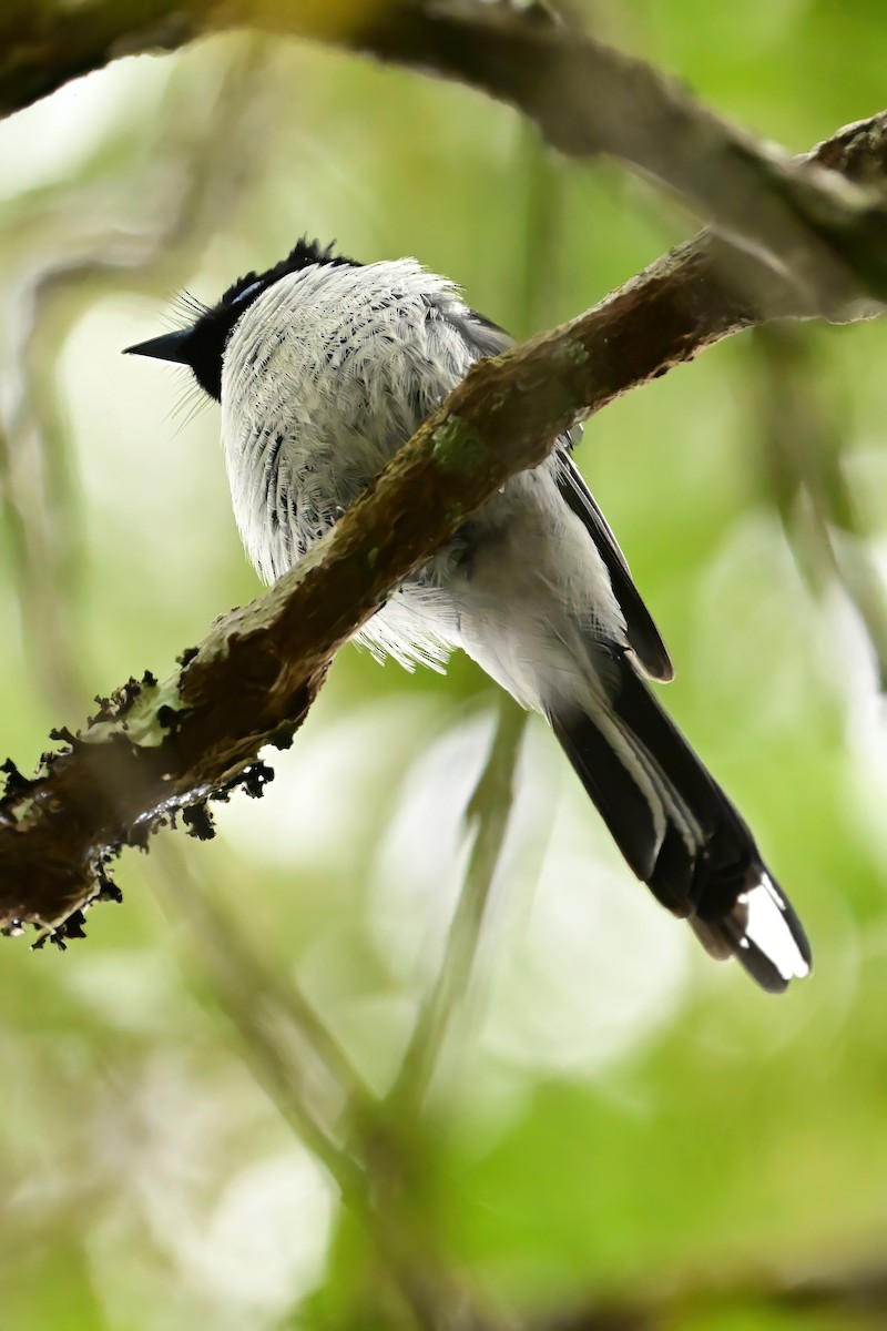 Malagasy Paradise-Flycatcher - ML644374440