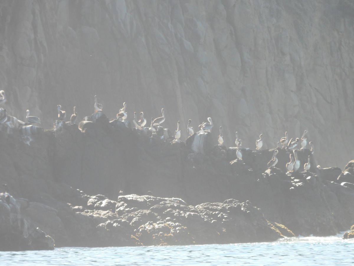 Braunpelikan - ML644374441