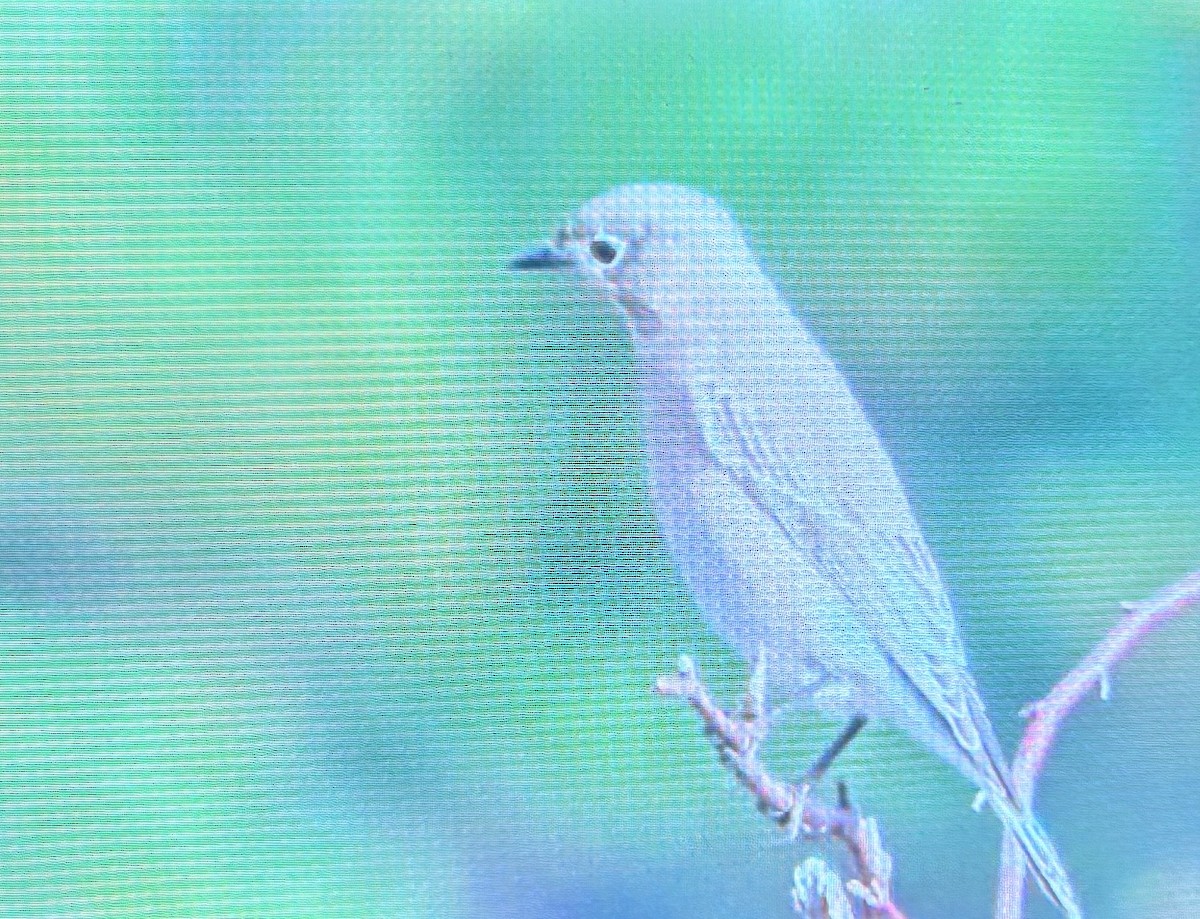 Merlebleu azuré - ML644374445