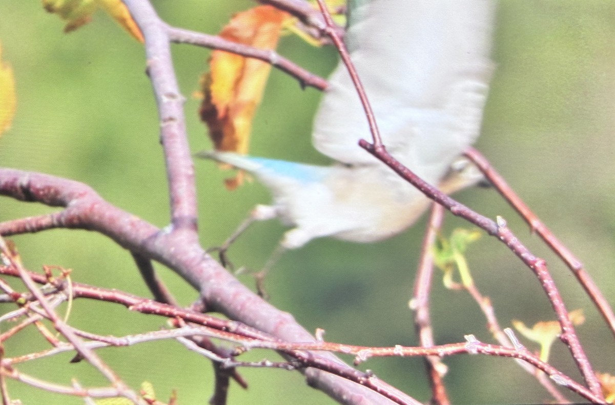 Merlebleu azuré - ML644374446