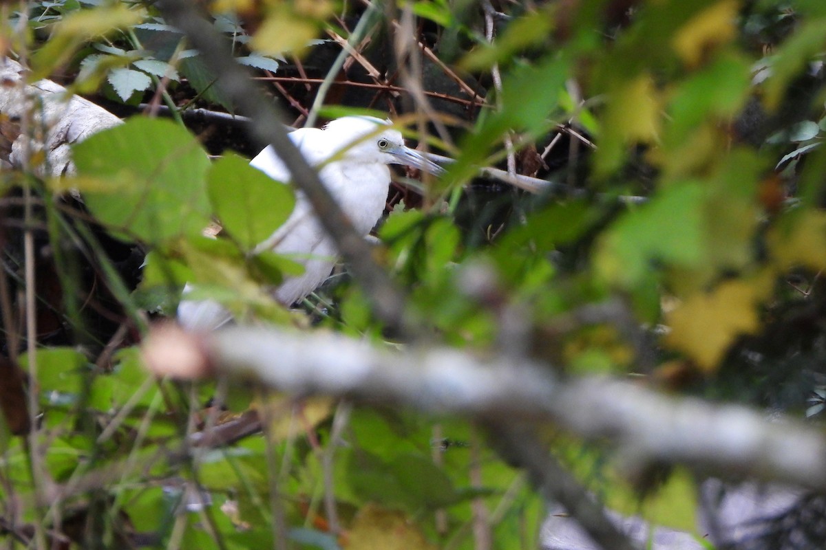 Little Blue Heron - ML644374450