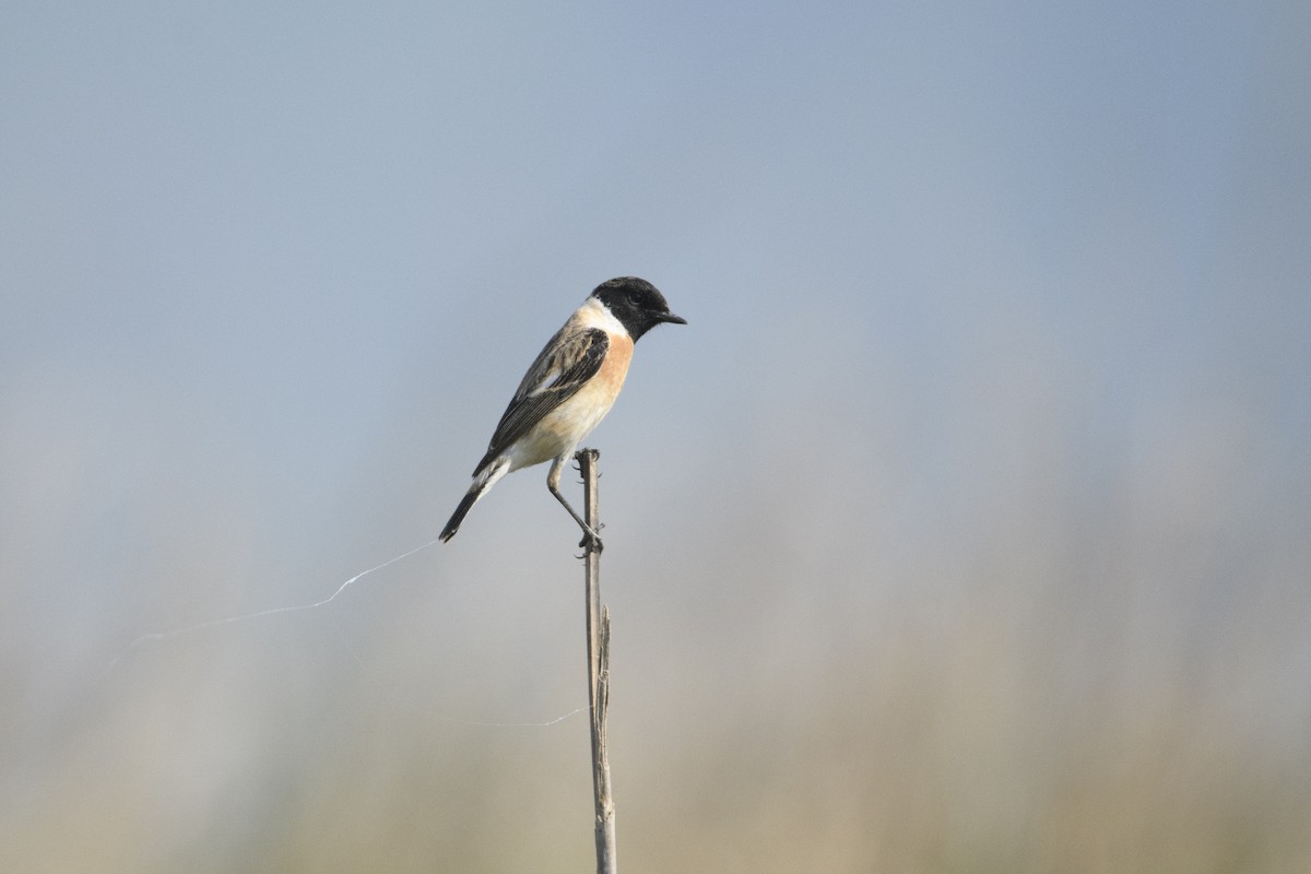 Сибирийн шулганаа - ML644374456