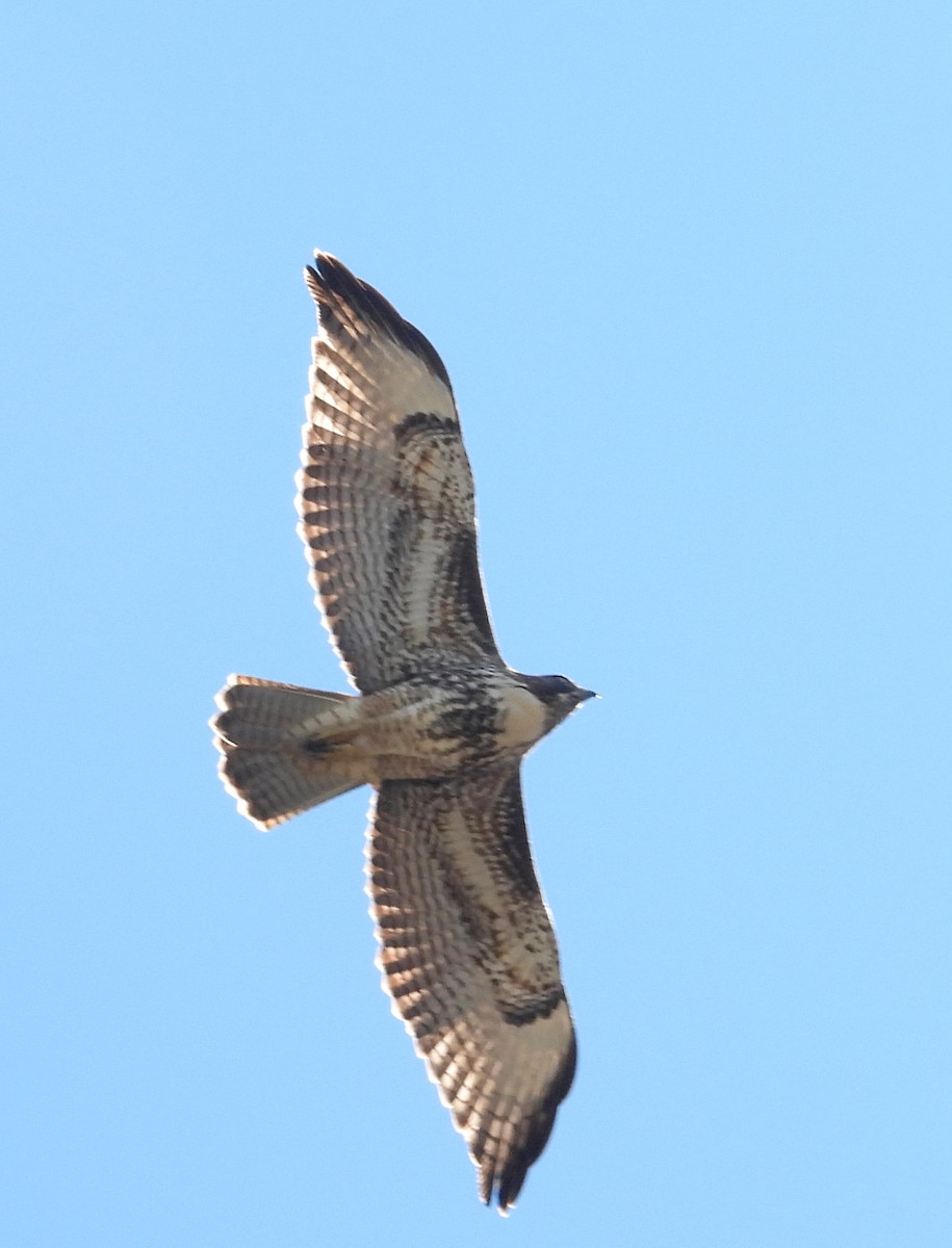 Red-tailed Hawk (calurus/alascensis) - ML644374457