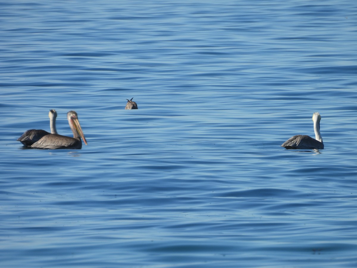 Braunpelikan - ML644374460