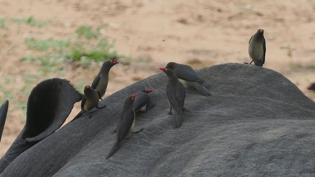 Piqueboeuf à bec rouge - ML644374462