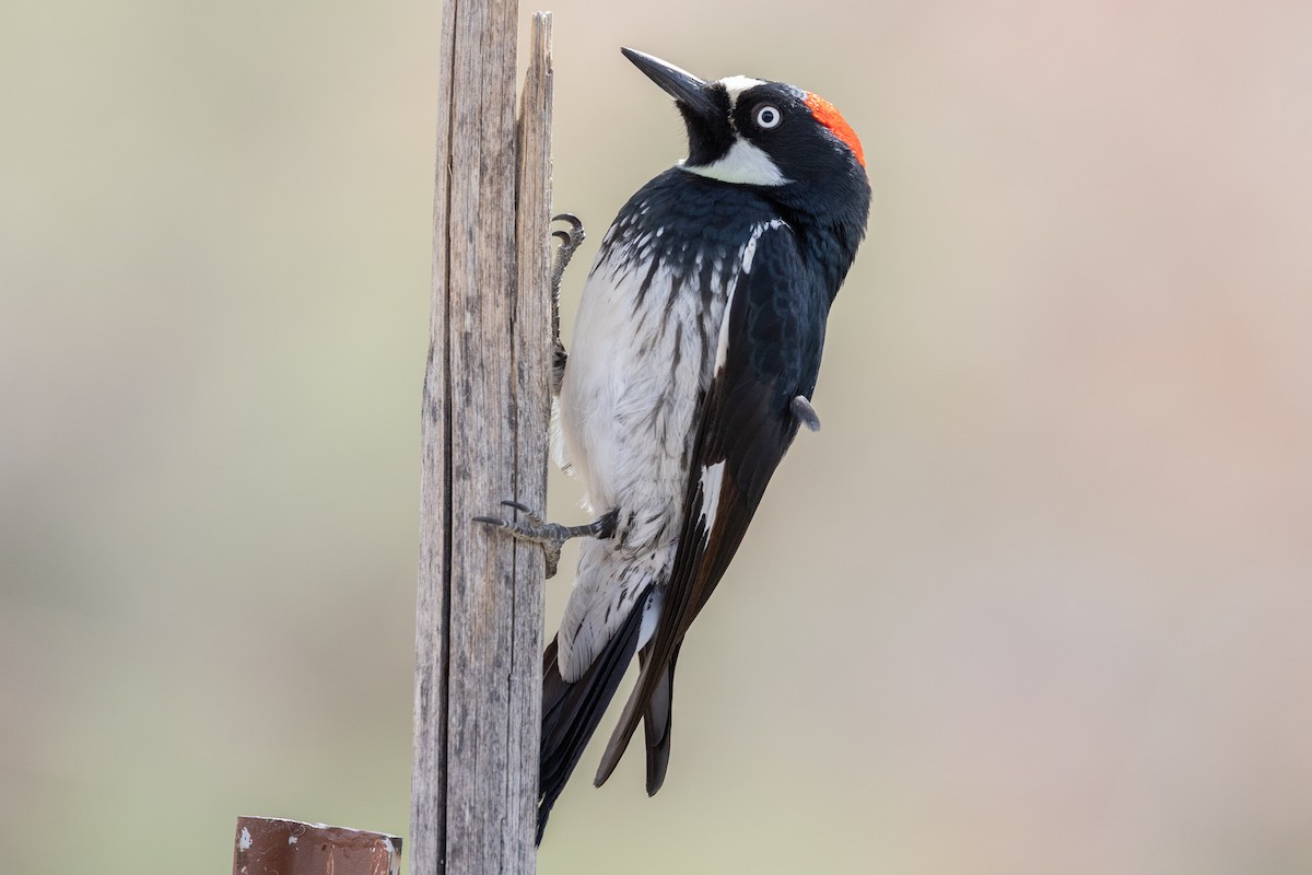 Acorn Woodpecker - ML644374467