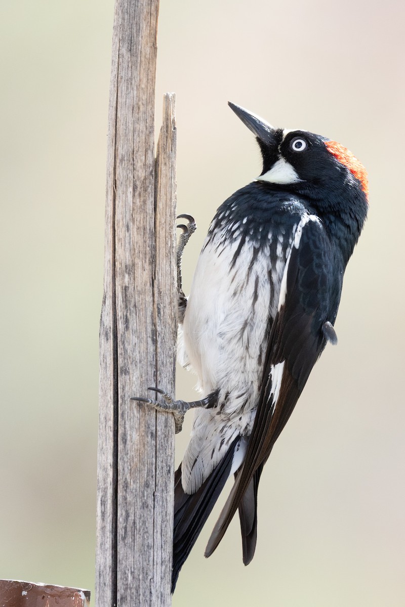 Acorn Woodpecker - ML644374468