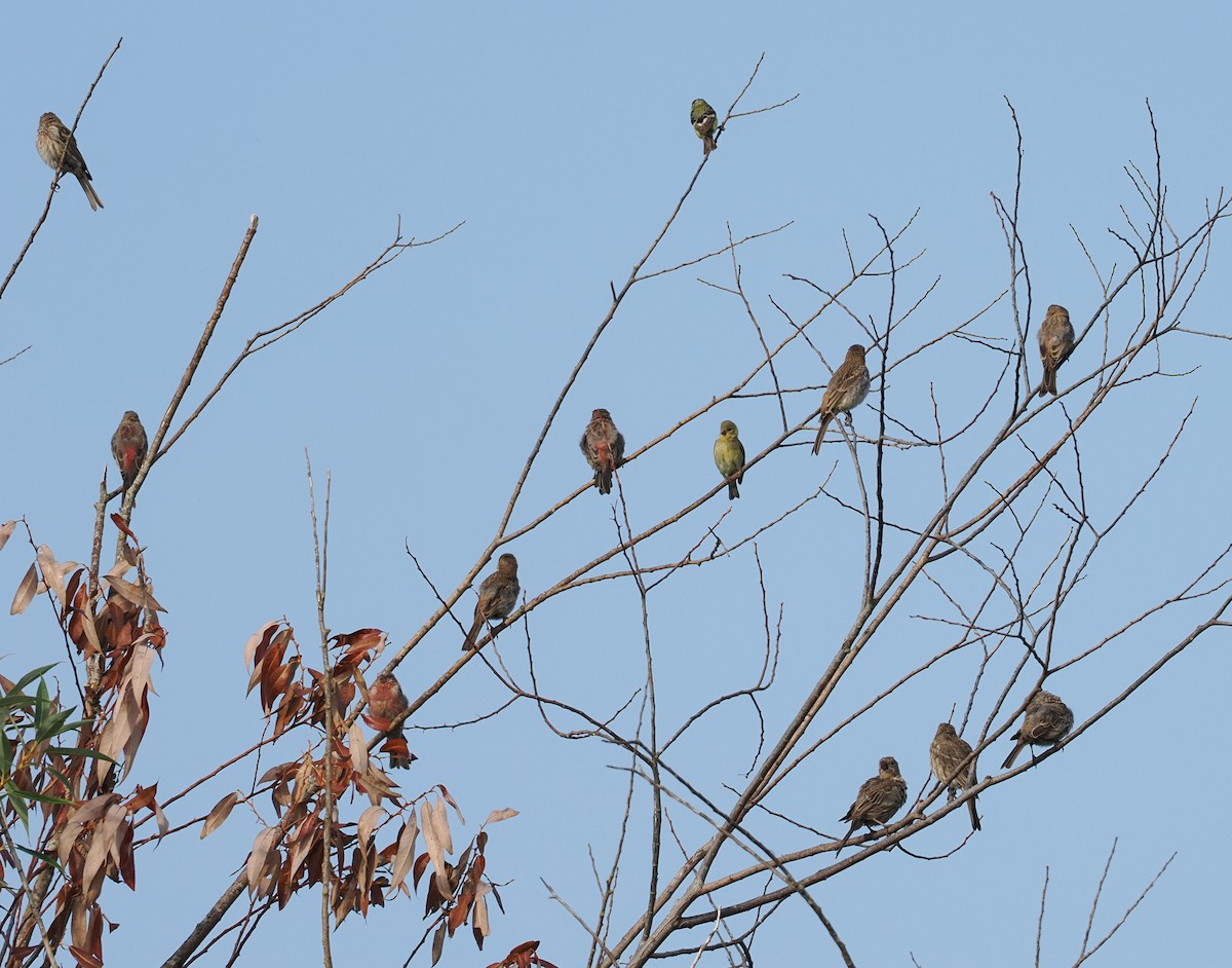 House Finch - ML644374469