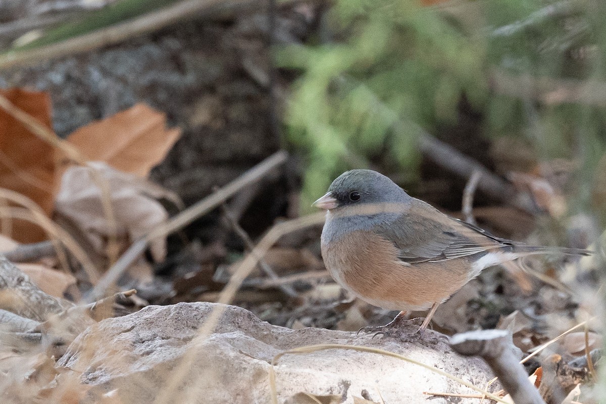 Dark-eyed Junco (Pink-sided) - ML644374481