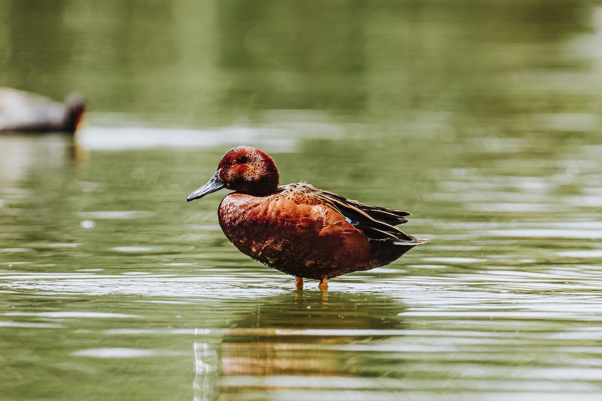Cinnamon Teal - ML644374492