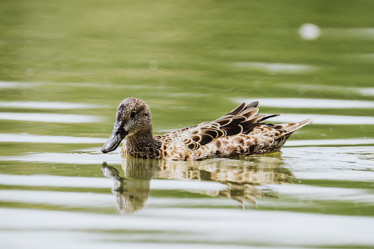 Cinnamon Teal - ML644374493