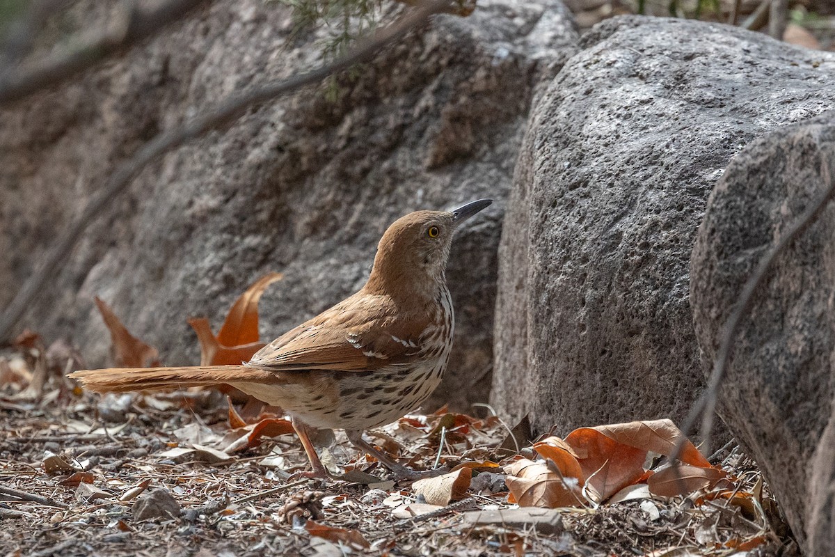 brunspottefugl - ML644374496