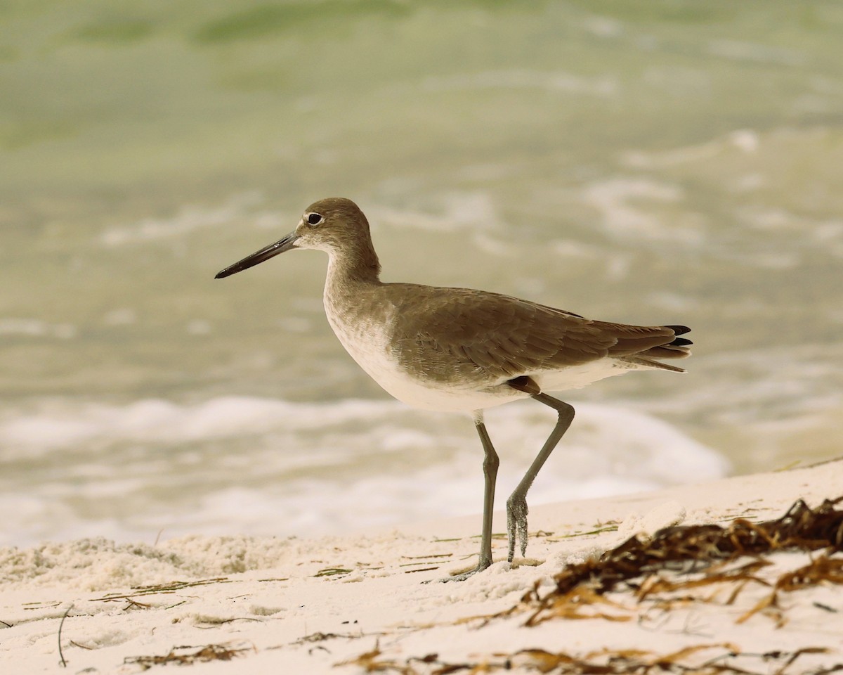 Kuliska erdipalmatua - ML644374497