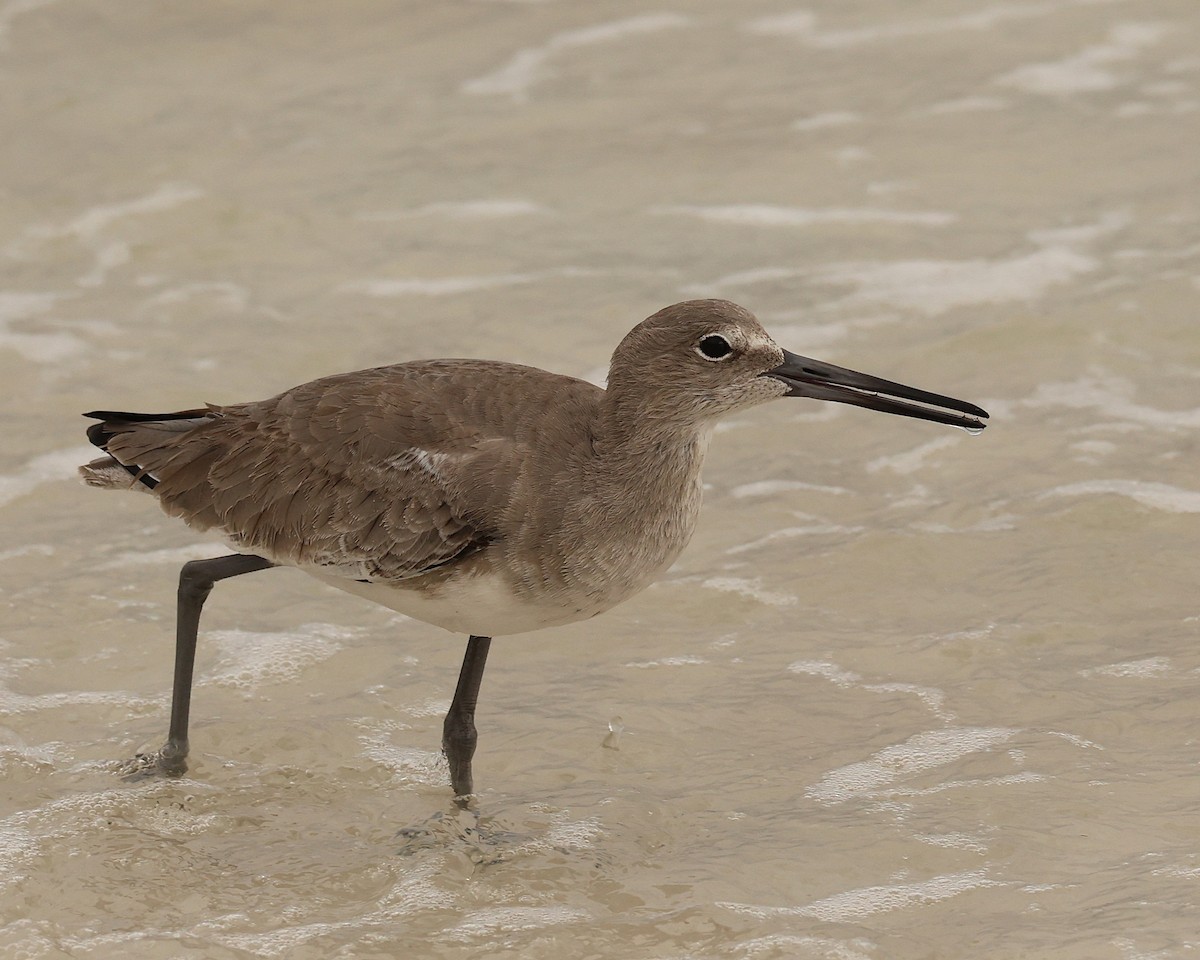 Kuliska erdipalmatua - ML644374498