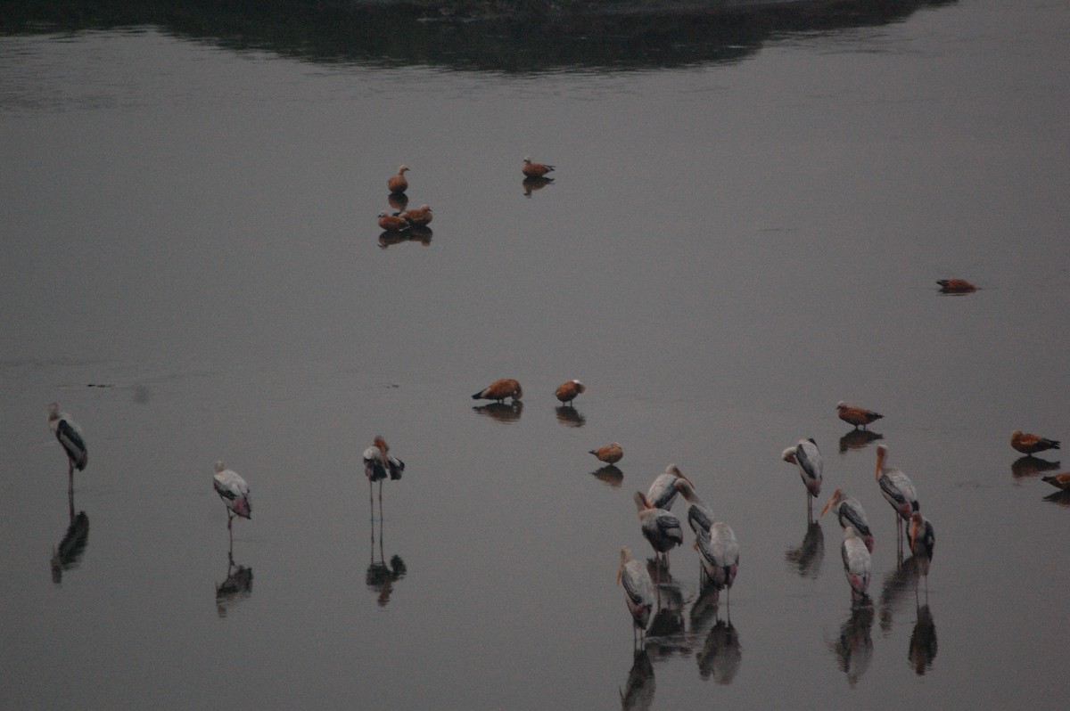 Ruddy Shelduck - ML644374503