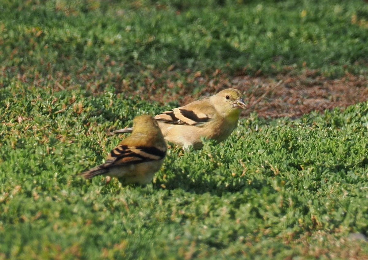 American Goldfinch - ML644374505