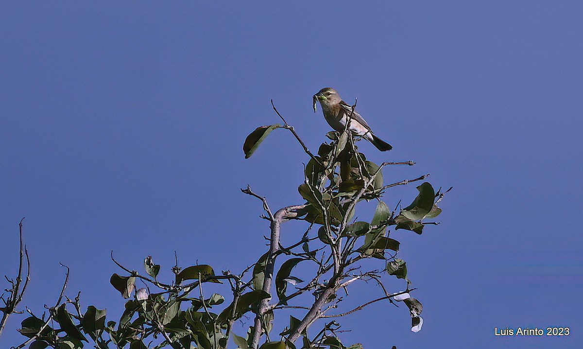 Chestnut Weaver - ML644374508