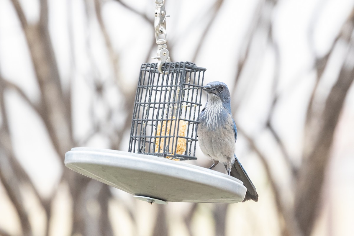 Geai de Woodhouse (groupe woodhouseii) - ML644374511